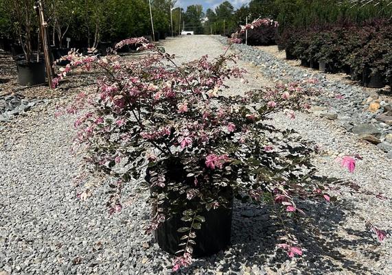Loropetalum_JazzHandsVariegated_7gal