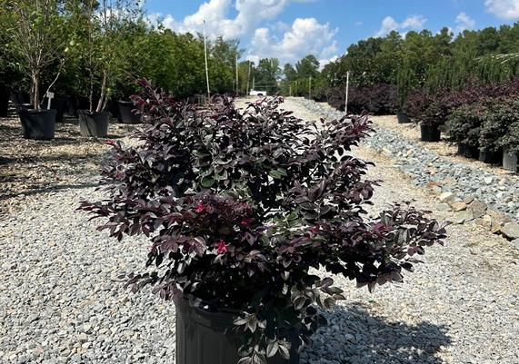 7 gal Cerise Charm Loropetalum