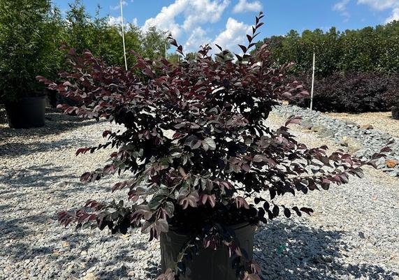 7 gal Darkfire Loropetalum