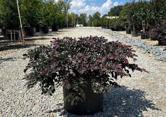 7 gal Crimson Fire Loropetalum