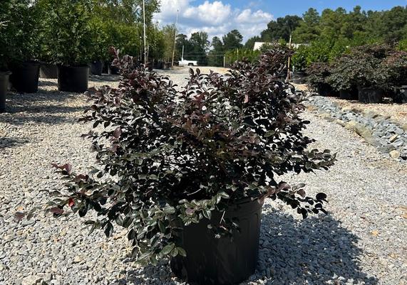 7 gal Ever Red(TM) Loropetalum