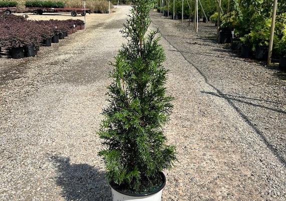 3 gal Full Speed a Hedge(R) Thin Man(R) Arborvitae
