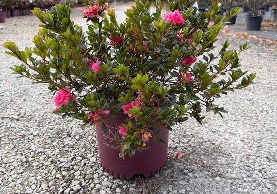 Autumn Cheer(TM) Encore Azalea(R)