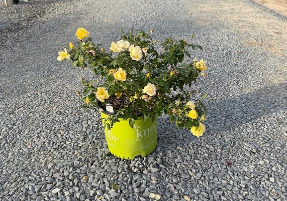 3 gal Easy Bee-zy(TM) Encore Azalea(R)