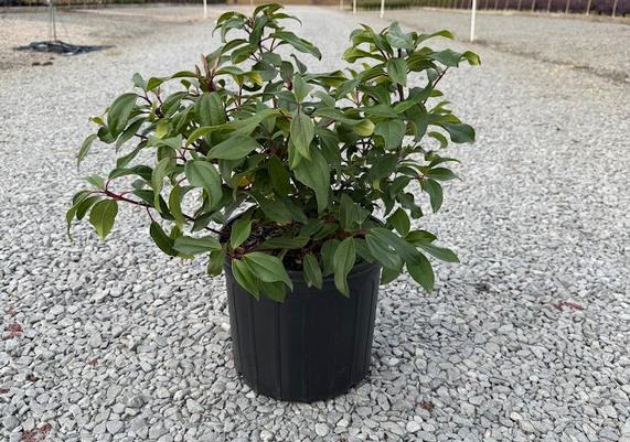 Moonlit Lace Viburnum_3 gal