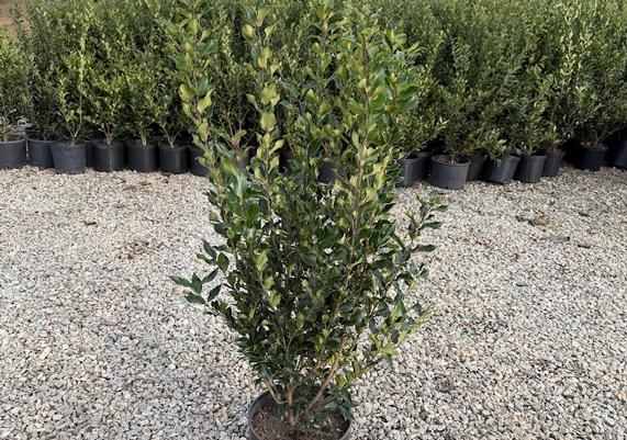 Recurve Ligustrum_3gal