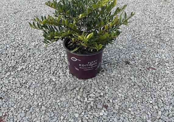 Swing Low Distylium_3 gal