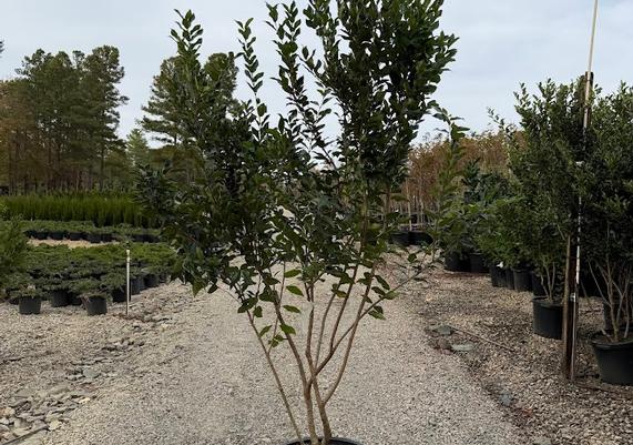 Recurve Ligustrum_TreeForm_15 gal