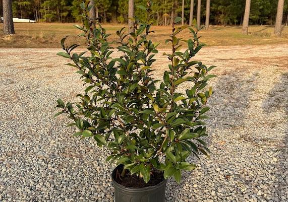 Serendipity Magnolia_3gal