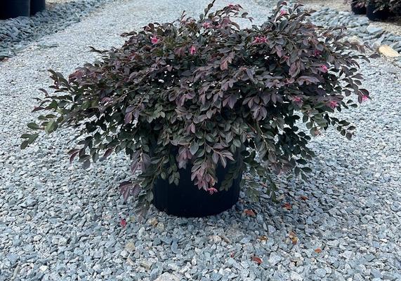 7 gal Daruma Loropetalum