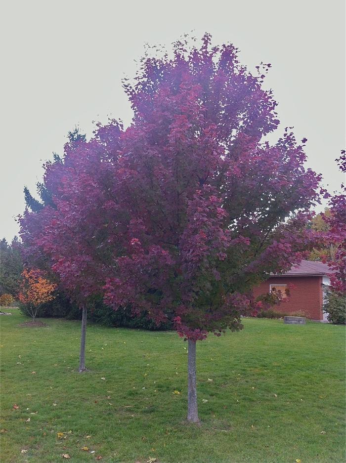 Acer rubrum Brandywine