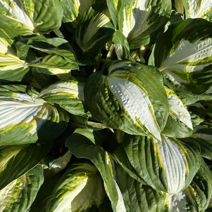 Hosta Vulcan