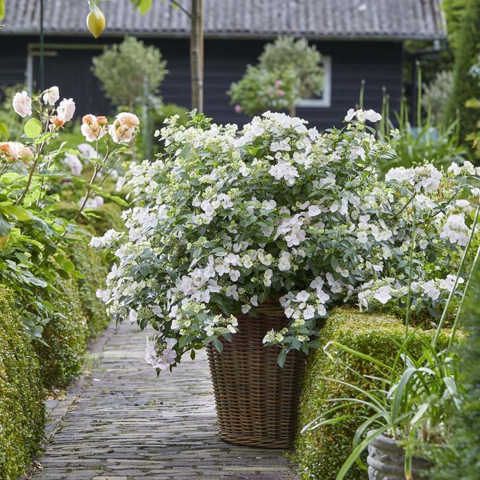 Hydrangea Fairytrail Bride™