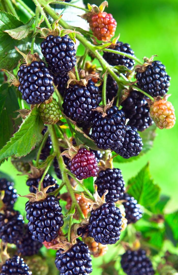 Rubus Arapaho