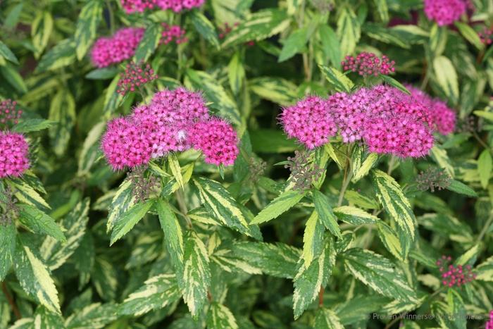 Spiraea japonica Double Play® Painted Lady®