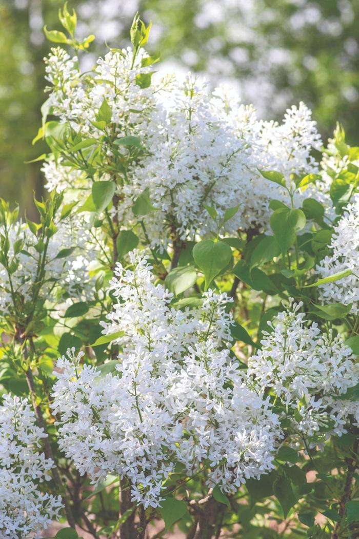 Syringa vulgaris New Age™ White