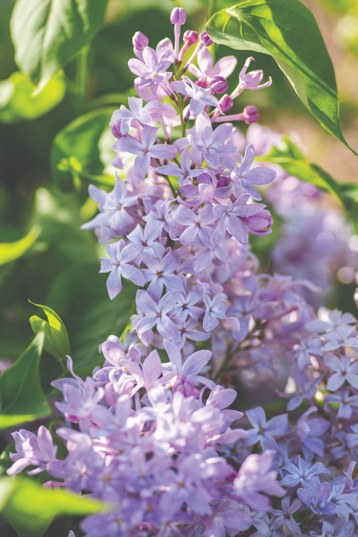 Syringa vulgaris New Age™ Lavender