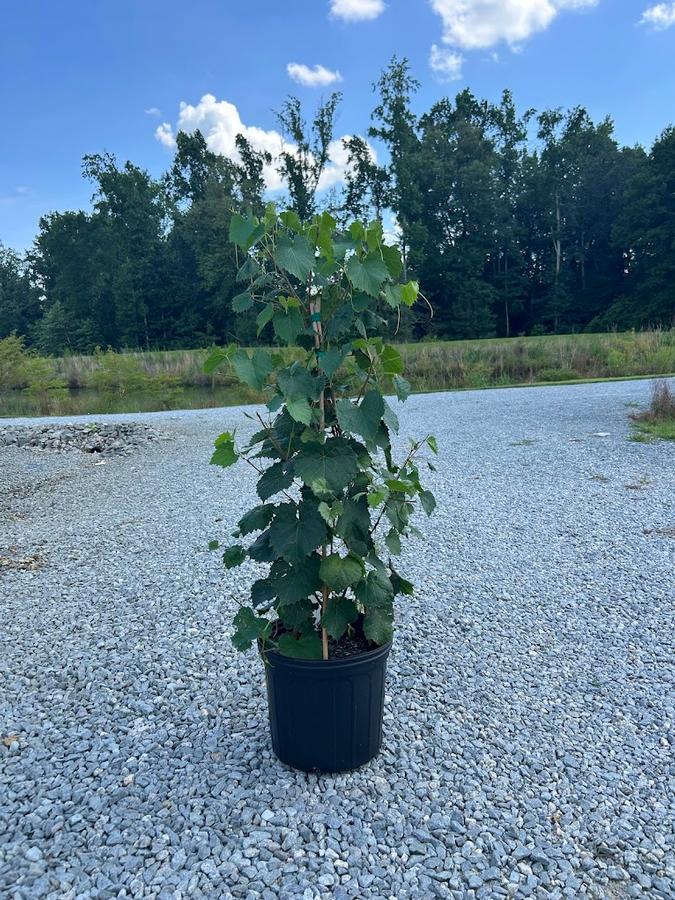 Vitis rotundiflora 'Carlos' - Muscadine Grape from Swift Creek Nursery
