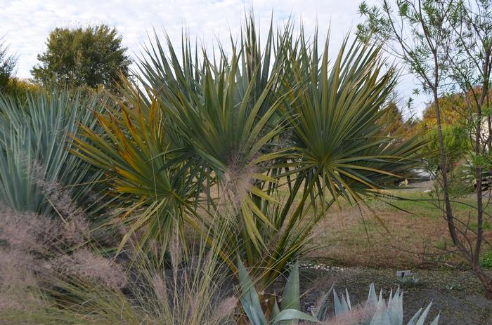 Sabal hybrid Birmingham