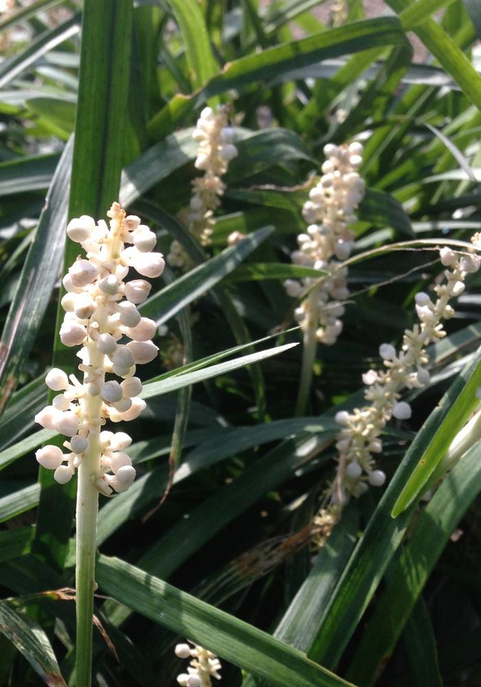 Liriope muscari Monroe's White (Alba)