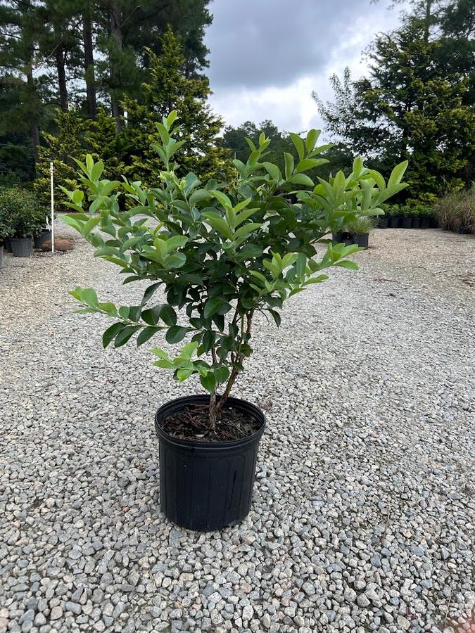 Vaccinium ashei 'Columbus' - Columbus Rabbiteye Blueberry from Swift Creek Nursery