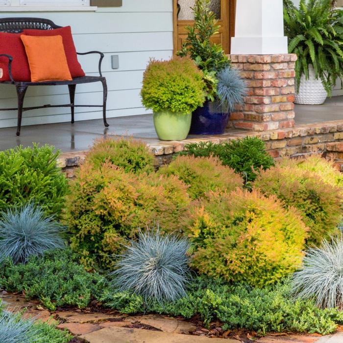 Thuja occidentalis Fire Chief&trade;