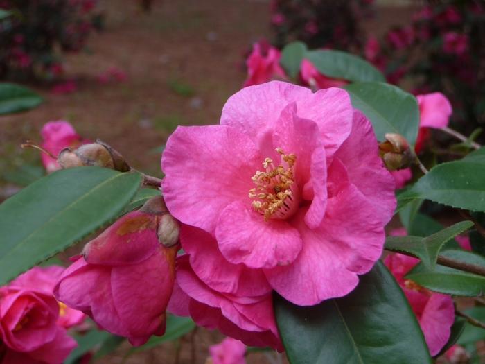 Camellia sasanqua Kanjiro