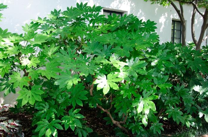 Fatsia japonica 