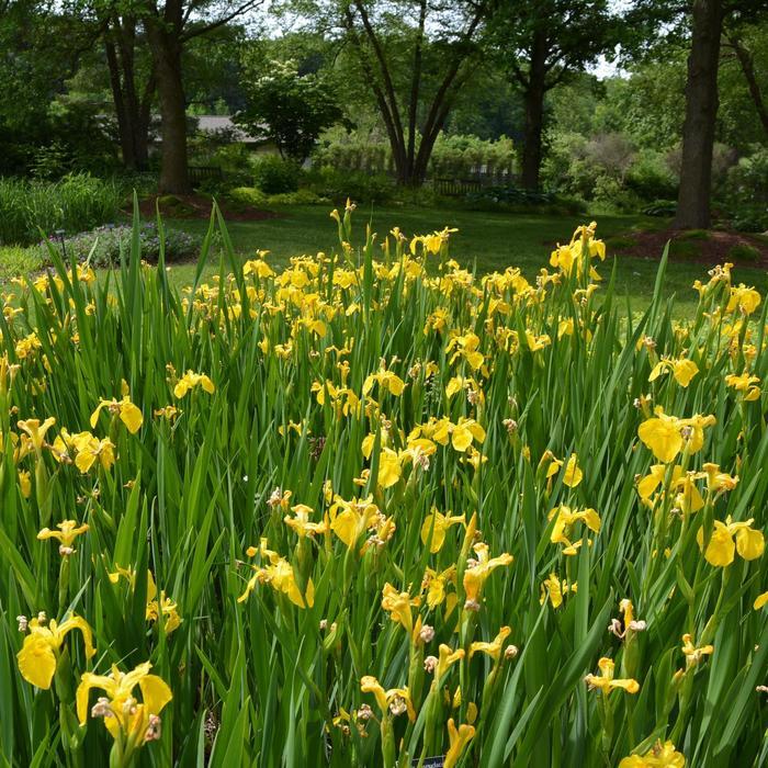 Iris pseudacorus 