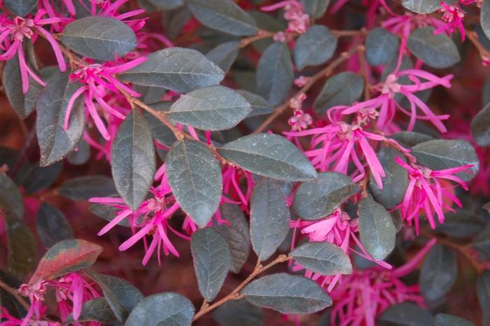 Loropetalum chinense f. rubrum Zhuzhou Fuchsia