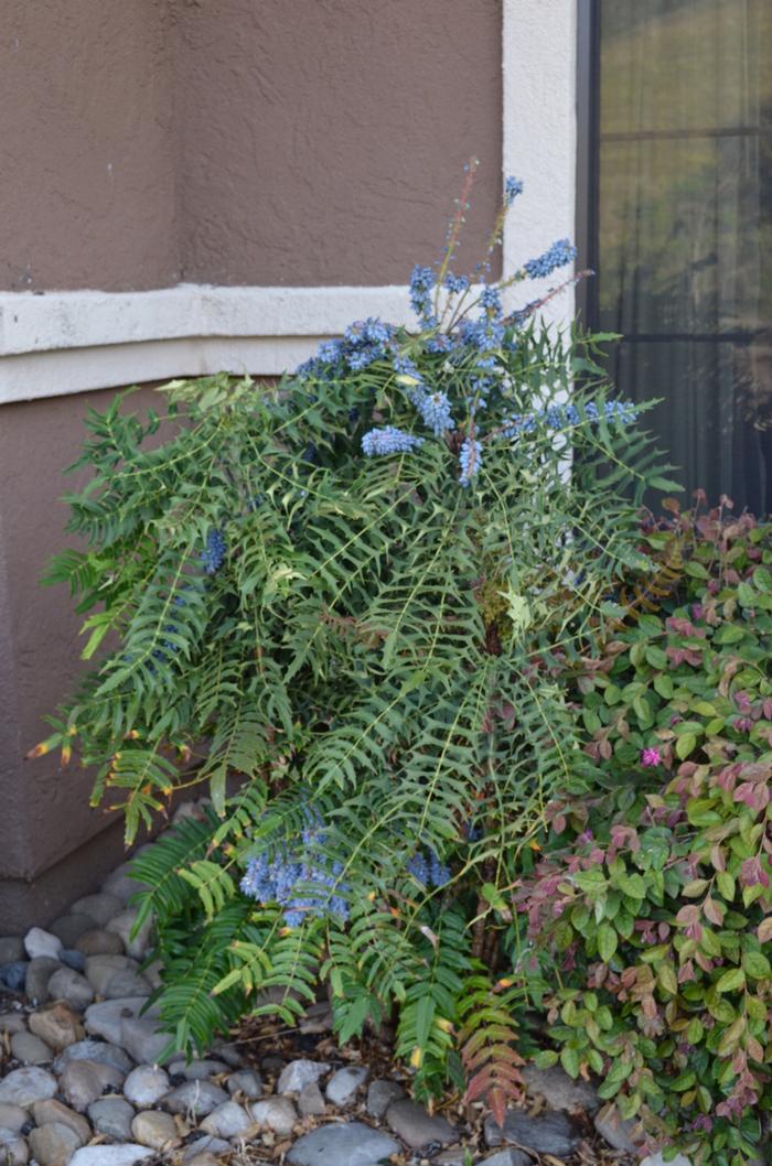 Mahonia bealei 