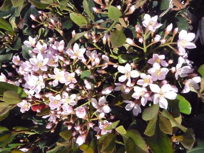 Rhaphiolepis indica Eleanor Tabor™ ('Conor')