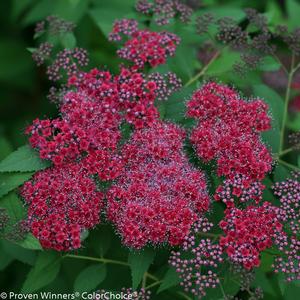 Spiraea japonica Double Play® Red