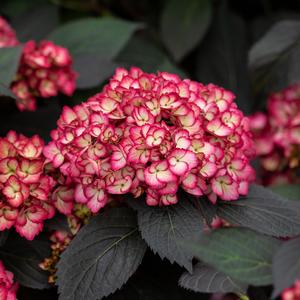 Hydrangea macrophylla Eclipse®
