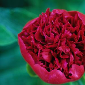 Paeonia Red Charm