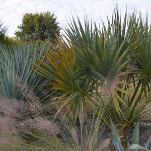 Sabal hybrid Birmingham