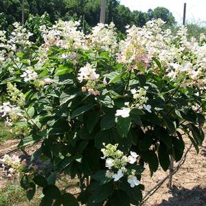 Hydrangea paniculata Pink Diamond