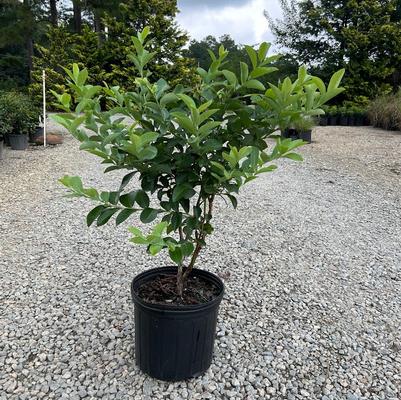 Vaccinium ashei Columbus