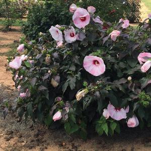 Hibiscus moscheutos Head Over Heels&reg; Blush