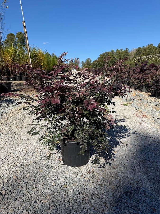 Loropetalum chinense Ruby