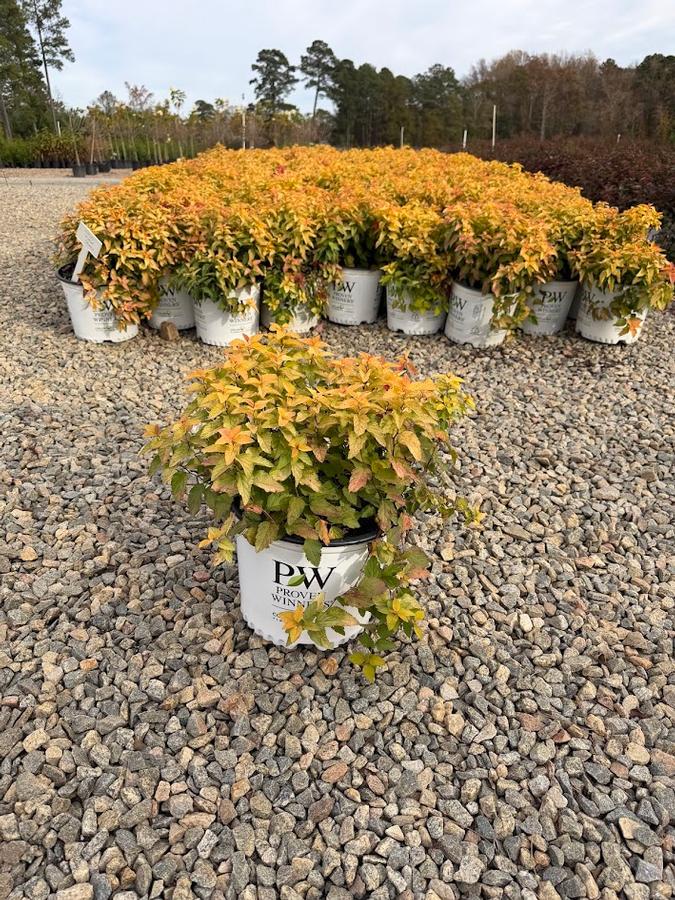 Spiraea japonica Double Play&reg; Candy Corn&reg;