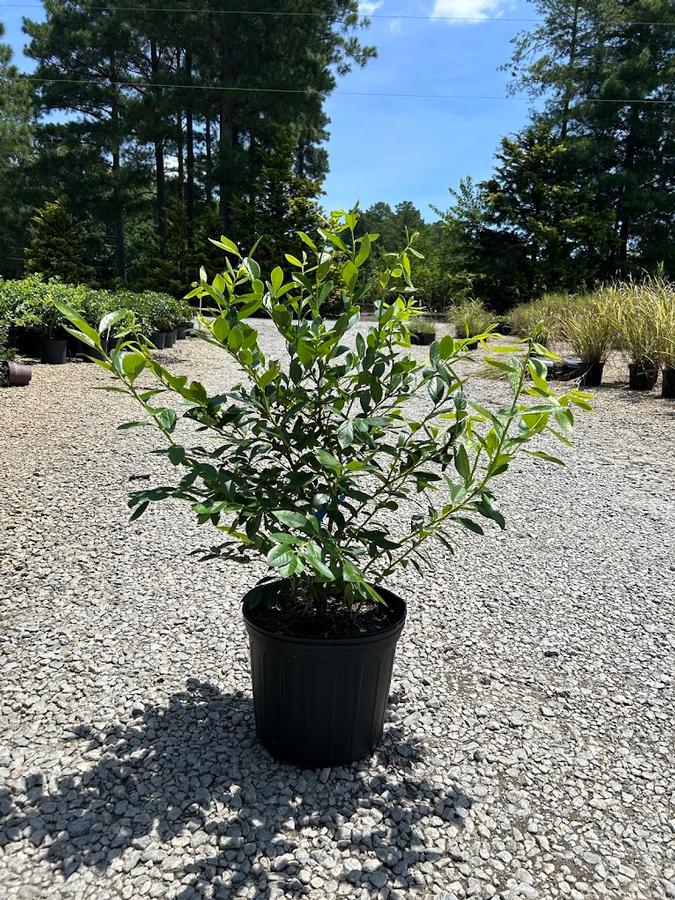 Vaccinium formosum x corymbosum 'Star'