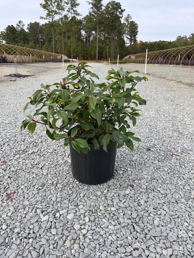 Viburnum Moonlit Lace&reg;