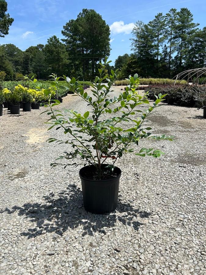 Vaccinium corymbosum Legacy