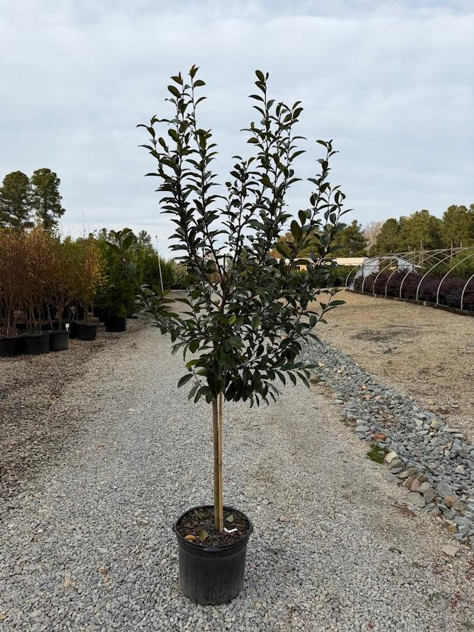 Magnolia Serendipity