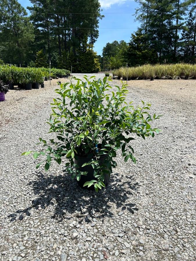 Vaccinium ashei Premier