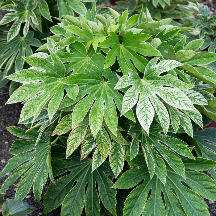 Fatsia japonica Spider's Web