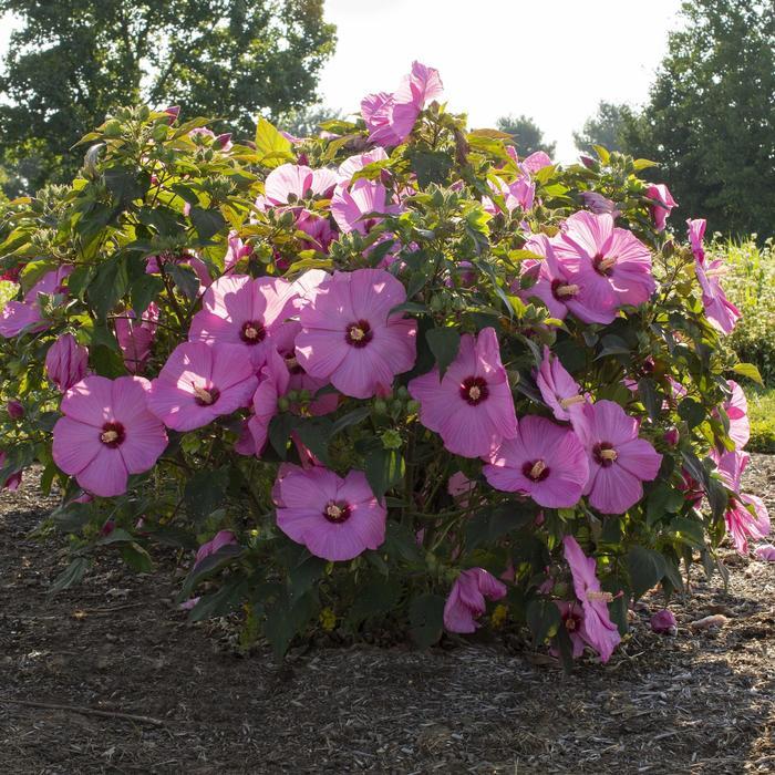 Hibiscus moscheutos Head Over Heels® Adore