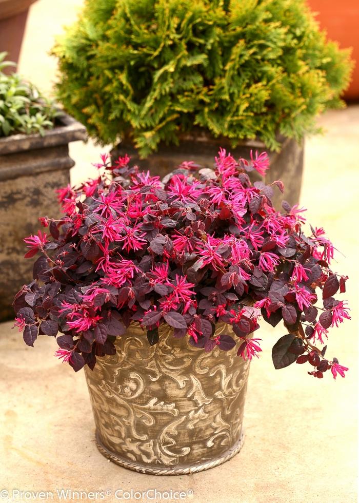 Loropetalum chinense Jazz Hands® Pink