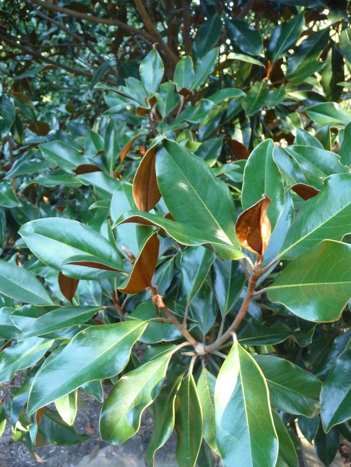 Magnolia grandiflora Kay Paris